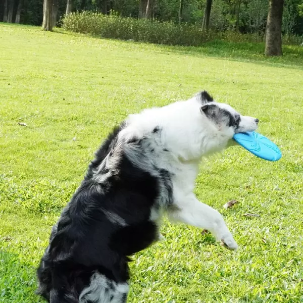 China Supplier Dog Training Interactive Toy Frisbee Flexible Floatable Dog Disc Toy for Long-Distance Flies and Floats for Wholesale